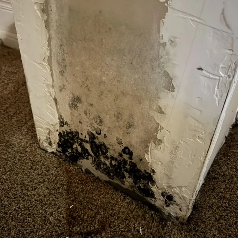 Professional Mold Removal in Ozark, AL